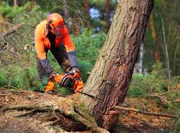 Pretty Bayou, FL Tree Removal and Landscaping Services Company